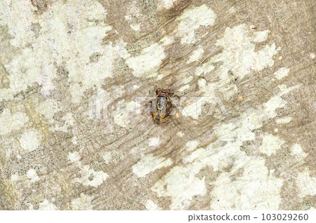 Kimadara broadmouth fly 103029260