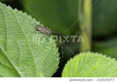 Lady Beetle Kamikiri Lady Beetle Kamikiri 103029277