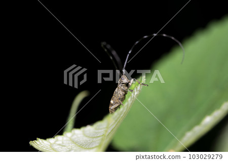 Lady Beetle Kamikiri Lady Beetle Kamikiri 103029279