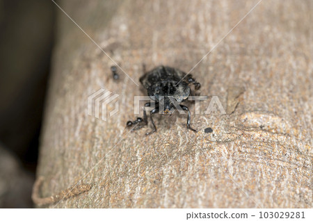 Carrion beetle 103029281