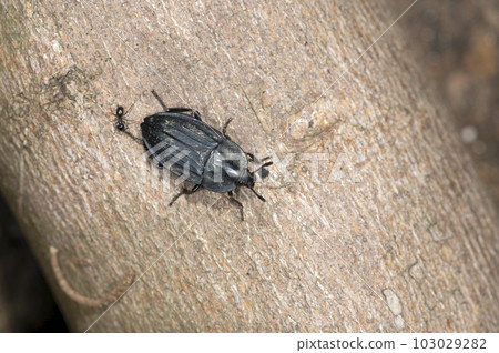 Carrion beetle 103029282
