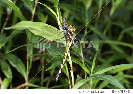 Yabyanma Yabyanma 103029288