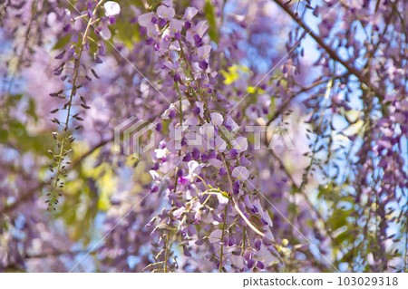 紫藤花 紫藤花 103029318
