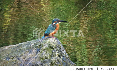 Mountain stream with kingfisher 103029333