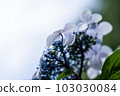 Hydrangea hydrangea closeup on light background 103030084