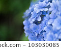 Hydrangea closeup on dark background 103030085