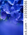 Hydrangea with blue front blur 103030086