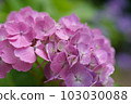 red purple hydrangea close up 103030088