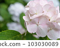 pink hydrangea closeup background bokeh 103030089