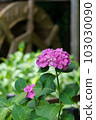 Red-purple hydrangeas blooming in front of the watermill 103030090
