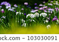 yellow front blur flower 103030091