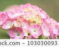 pretty pink hydrangea 103030093
