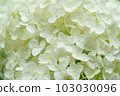 A white hydrangea that fills the screen 103030096