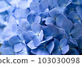 Screen full of blue hydrangea 103030098