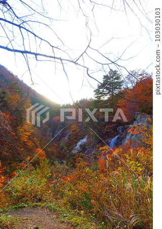 Omoshiroyama Momijigawa Valley Autumn Leaves Yellow Leaves 103030103
