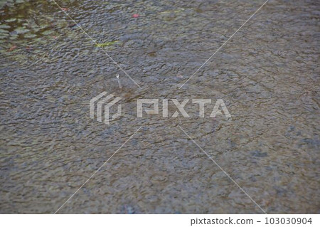 raindrops and ripples 103030904