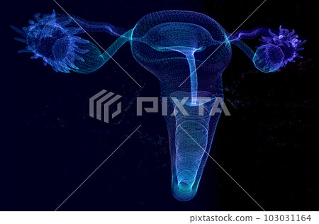 Human Organ Uterus and Ovaries Female Reproductive. Polygonal Low Poly Background 103031164