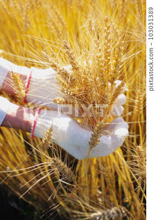 A hand to check the quality of wheat 103031389