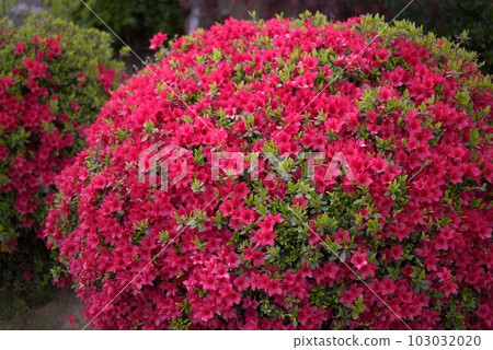 映山紅 103032020