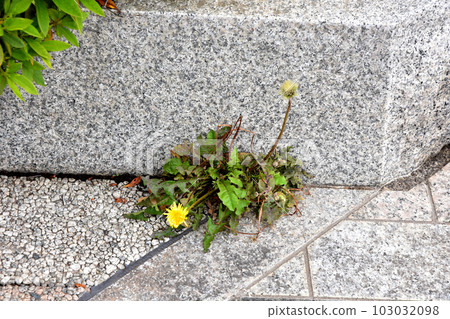 雜草從混凝土縫隙中生長 103032098