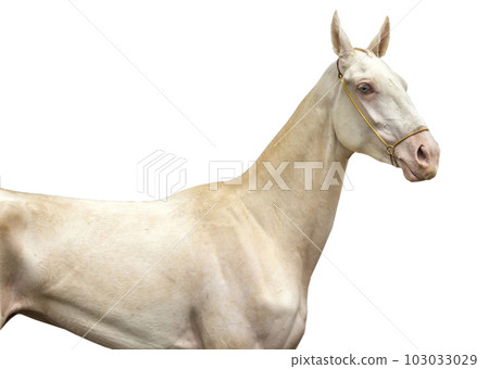 Portrait of a beautiful Akhalteke horse 103033029