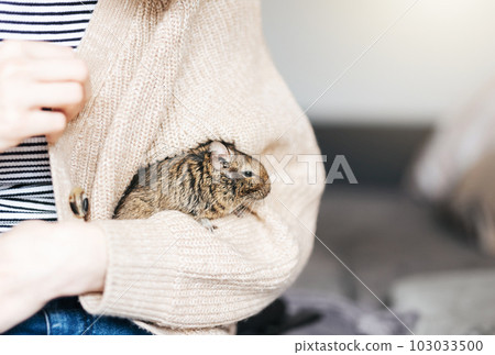 Young girl playing with small animal degu squirrel. 103033500