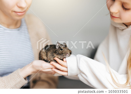 Young girl playing with small animal degu squirrel. 103033501