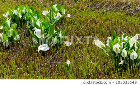 Hirosaki Castle Mizubasho living in the wetlands Aomori Prefecture 103033549
