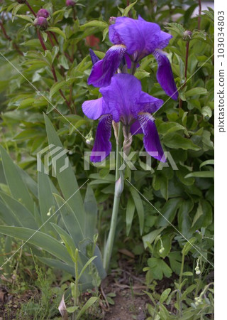 Iris Iris 103034803