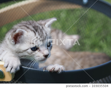 和可愛的小貓在公園裡玩耍 和可愛的小貓在公園裡玩耍 103035504
