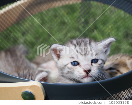 Playing in the park with cute kittens Playing in the park with cute kittens 103035538