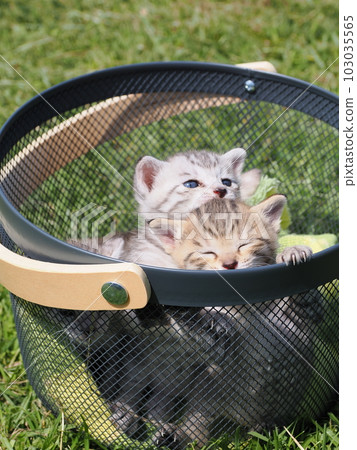 Playing in the park with cute kittens Playing in the park with cute kittens 103035565