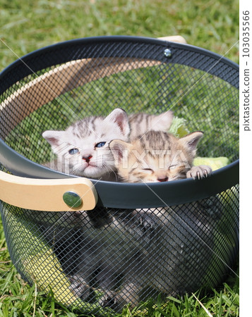 Playing in the park with cute kittens Playing in the park with cute kittens 103035566