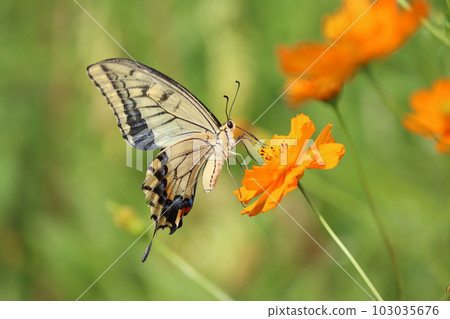 Swallowtail butterflies fly from flower to flower in search of nectar - ginseng 103035676