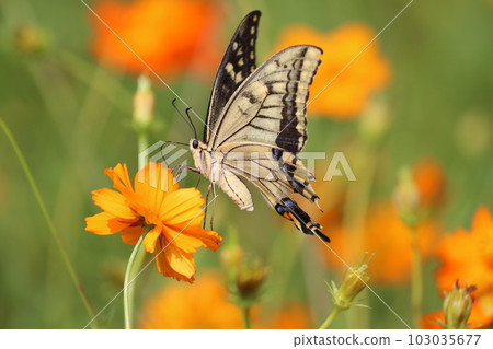 Swallowtail butterflies fly from flower to flower in search of nectar. 103035677