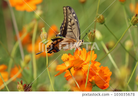 Swallowtail butterflies fly from flower to flower in search of nectar - 1 103035678