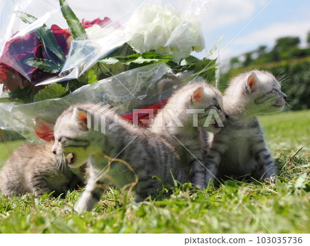 cute kitten playing in the park 103035736