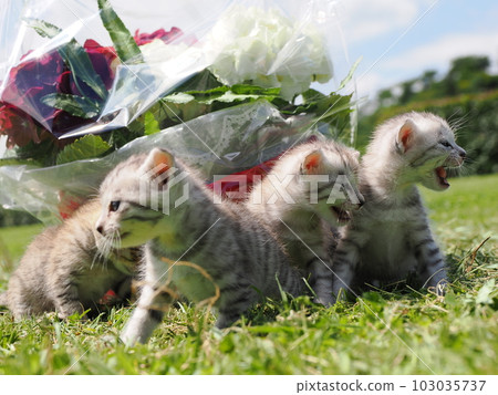 cute kitten playing in the park 103035737
