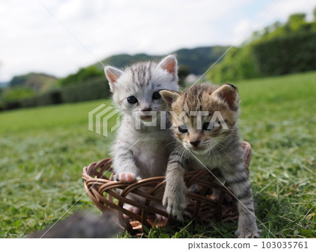 cute kitten playing in the park 103035761