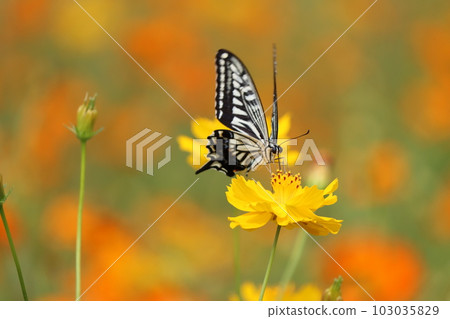 燕尾蝶在黃色的宇宙田裡吸食花蜜 - 4 103035829