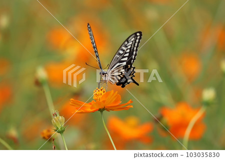 Swallowtail butterflies sucking nectar in a yellow cosmos field 103035830