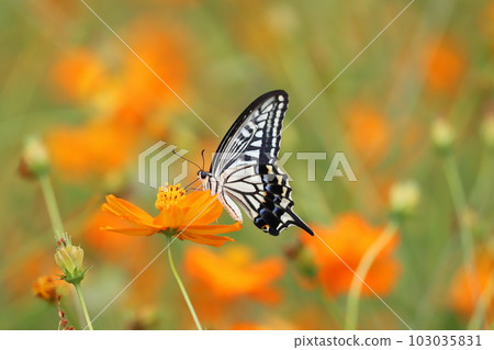 燕尾蝶在黃色的宇宙場中吸食花蜜 — 2 103035831