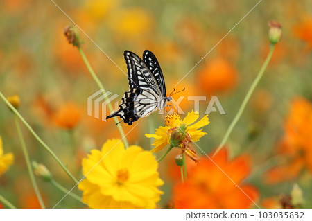 Swallowtail butterfly sucking nectar in a yellow cosmos field - 1 103035832