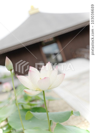 Kikkoji Kikkoji 103036689