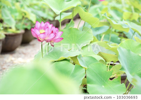 Lotus field Lotus field 103036693