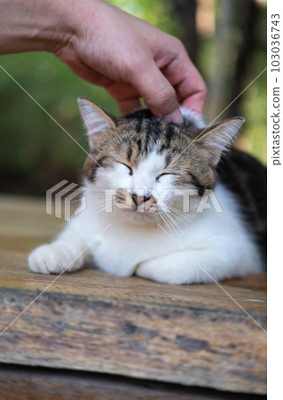 A hand caress the Thai cat with cute face 103036743