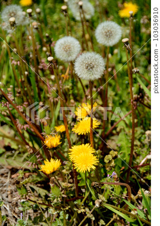帶蒲公英花和棉帽的田野景觀 帶蒲公英花和棉帽的田野景觀 103036910