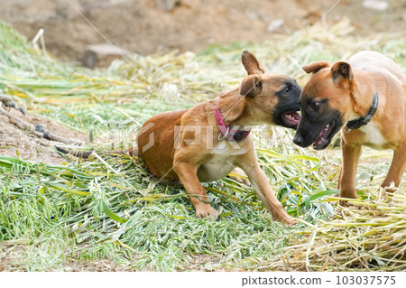 獲救的小狗在農場玩耍 獲救的小狗在農場玩耍 103037575