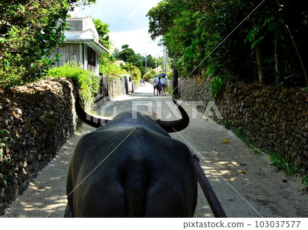 布法羅和觀光旅遊 布法羅和觀光旅遊 103037577