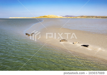 Seals swimming and and resting at Gweebarra bay - County Donegal, Ireland Seals swimming and and resting at Gweebarra bay - County Donegal, Ireland 103037889